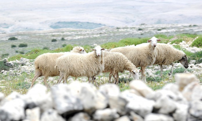 Sheep from island Pag
