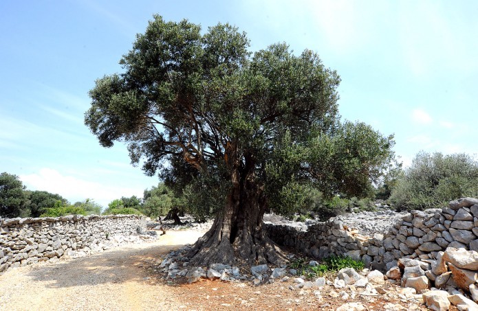 Olive groves from Lun