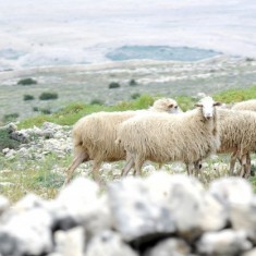 Sheep from island Pag