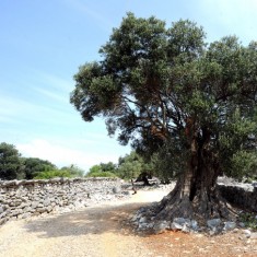 Olive groves from Lun