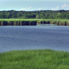 Ornithological reserve Palud 