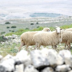 Das Pag - Schaf
